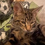 Joshua Brownell - @joshbrownell2711 - Instagram