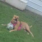 Josh Budden - Facebook