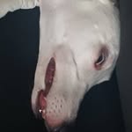 Josh Capps - @joshuacapps09 - Instagram