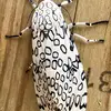 Josh Caraway - @josh.caraway - TikTok