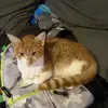 Joshua Cormier - @joshua.cormier6 - TikTok