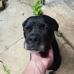 Josh cornwell - @cornwellness - Instagram