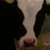 Joshua Cornwell - @joshua.cornwell7 - TikTok