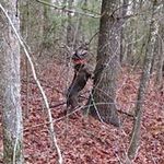 Josh Crabtree - @joshcrabtree1 - Instagram