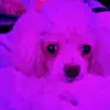 Josh Craven - @josh.craven2 - TikTok