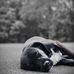 Josh Dibblee - Facebook