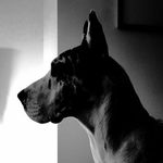 Josh Dorman - @great_dane_chauffeur - Instagram