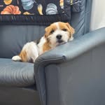 Josh Dotson - @3_jacks_and_a_bull - Instagram
