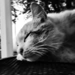 Josh Eberhardt - @quokka777 - Instagram