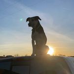 Josh fuqua - @fuqua_hogs_and_exotics_ - Instagram