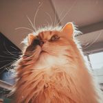 Josh Gammon - @abbi.ilana - Instagram