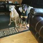 Josh Gerard Jesso - @djnewf2011 - Instagram