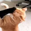 Josh gibbs - @josh.gibbs47 - TikTok