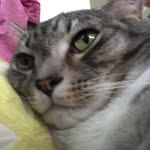 Josh Greeley - @greeley.josh - Instagram