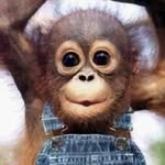 Josh Grubb - @joshgrubb.themonkeyman - Instagram