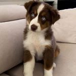 Josh Higgins - @josh.higgins15 - Instagram