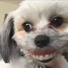 Josh - @josh.is.high - TikTok
