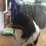 josh hobbs & isis rose - @blackjackthetibbie - Instagram