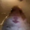 Zoe is not hot - @.josh.jolly - TikTok