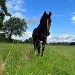 Josh Kehoe - @joshkehoe_dressage - Instagram