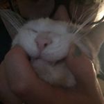 Josh Kehoe - @joshkehoemcow - Instagram