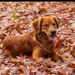Josh Lien - @joshlien5 - Instagram
