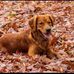 Josh Lien - Facebook