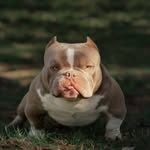 Josh Locke - @sunshine_state_kennel_club - Instagram