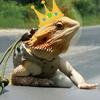 Josh Manders - @lizard_bitsh - TikTok