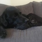 josh - @josh_mayea - Instagram