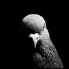 JoshMaye - @joshmaye.1 - TikTok