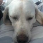 Josh Mcneill - @joshmcneill1 - Instagram