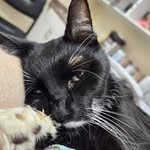 Josh Millward - @rowdydragons - Instagram