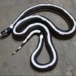 Joshua Mosby - @snake_boy423 - Instagram