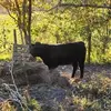 Josh Mullins - @josh.mullins75 - TikTok