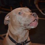 Josh Murdock - @jmurd2pbulls - Instagram