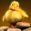 Josh Oberholtzer - @josh.oberholtzer5 - TikTok