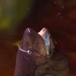 Josh's Fish | Josh Pickett - @joshs.fish - Instagram