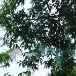 Josh Pilgrim - @akasweetguy - Instagram