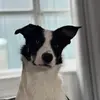 Josh Pollard - @joshyp94 - TikTok