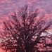 Josh Pugh - Facebook