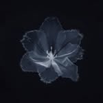 逍书 - @_rainier_joshua - Instagram