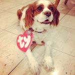 Josh Rothstein - @joshroth1 - Instagram