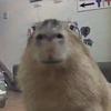 josh_ - @joshschoenfisch - TikTok