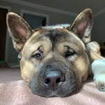 Josh Seago - @seago_josh - Instagram