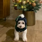 josh shin - @josh.shinn - Instagram
