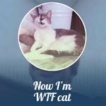 josh stauffer - @popturtle2424 - Instagram
