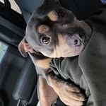 Josh Stauffer - @46bullyrat - Instagram