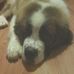 Joshua Stebbins - Facebook