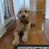 Josh Telfer - @user09527678 - TikTok